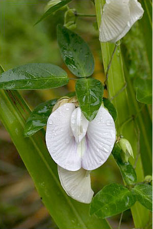 Centrosema virginianum