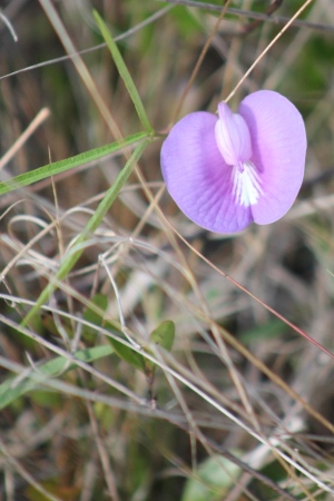 Centrosema virginianum