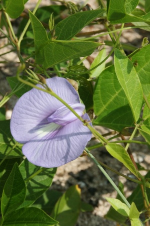 Centrosema virginianum