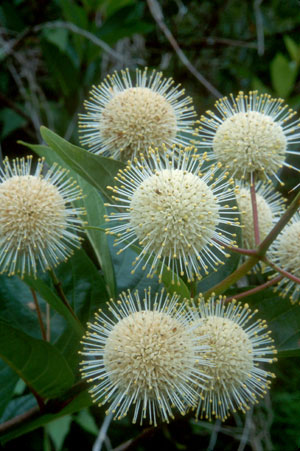 Cephalanthus occidentalis