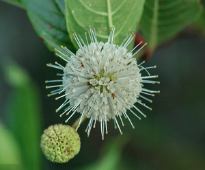 Cephalanthus occidentalis