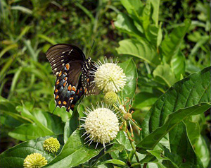 Cephalanthus occidentalis