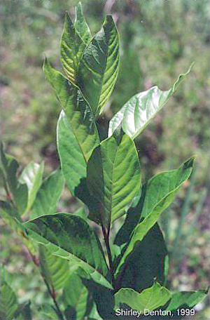 Cephalanthus occidentalis