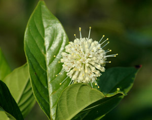 Cephalanthus occidentalis