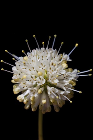 Cephalanthus occidentalis