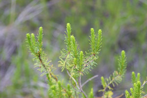 Ceratiola ericoides