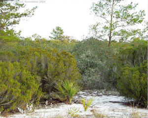 Ceratiola ericoides