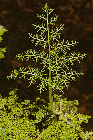 Ceratopteris thalictroides