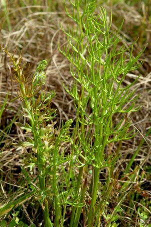 Ceratopteris thalictroides