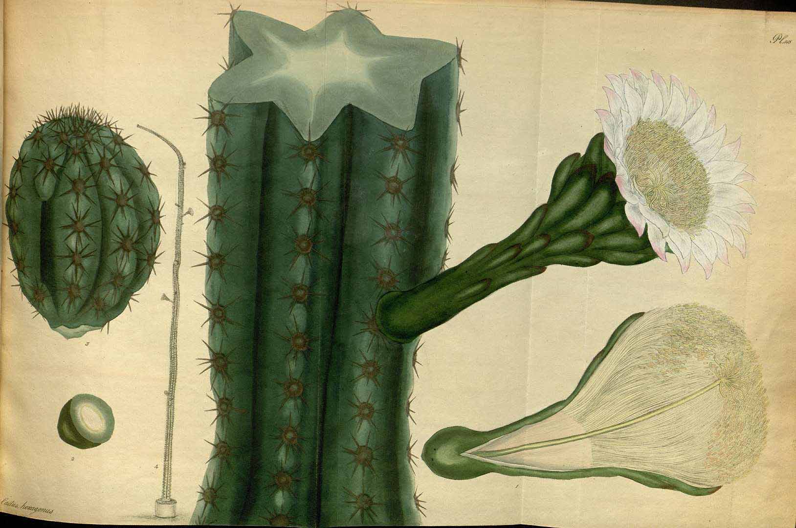 Cereus hexagonus