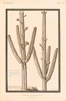 Cereus hexagonus