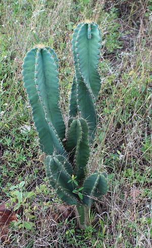 Cereus repandus