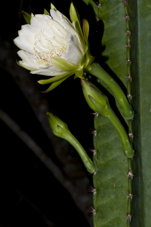 Cereus repandus