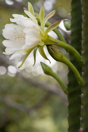 Cereus repandus