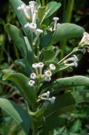 Cestrum diurnum