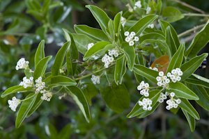 Cestrum diurnum