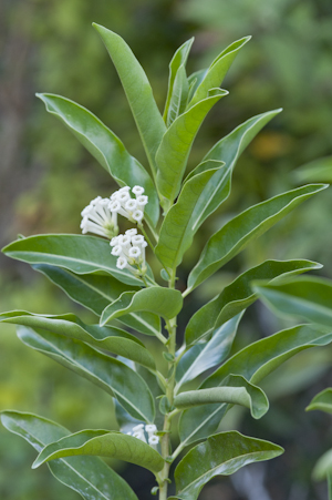 Cestrum diurnum