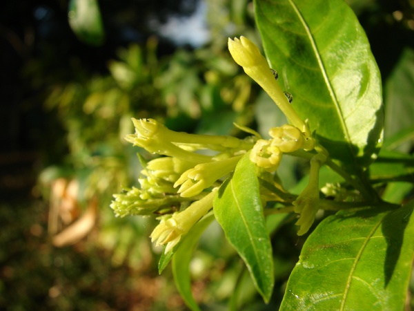 Cestrum nocturnum