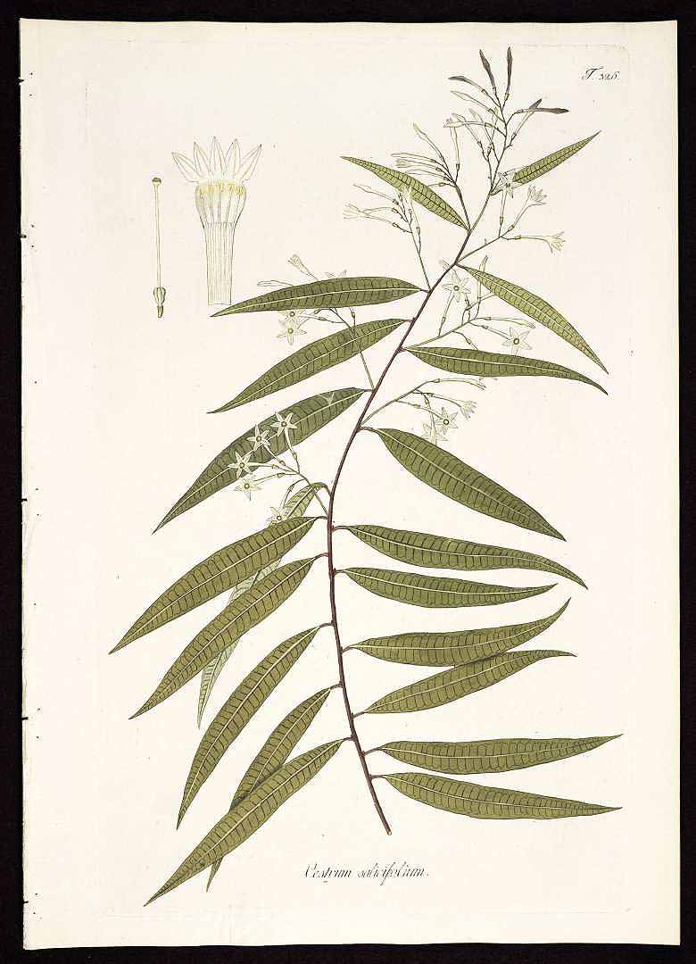 Cestrum salicifolium