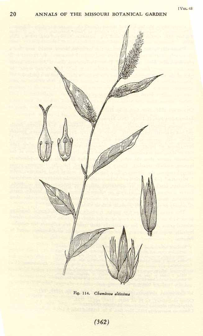 Chamissoa altissima