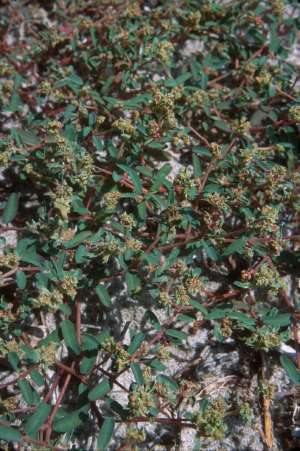 Euphorbia bombensis