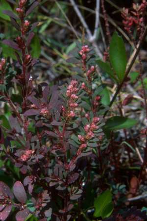 Euphorbia conferta