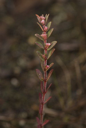 Euphorbia conferta