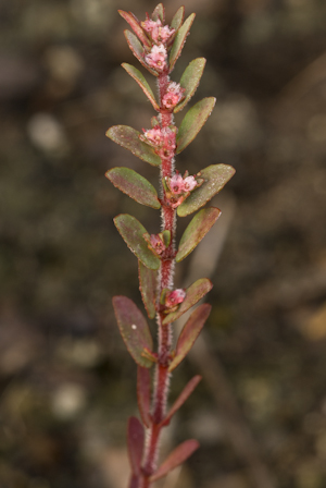 Euphorbia conferta