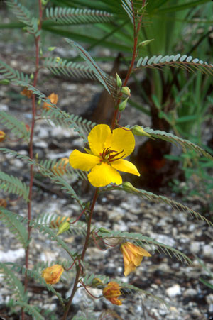 Chamaecrista deeringiana