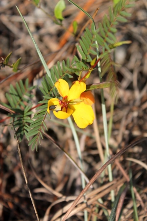 Chamaecrista deeringiana