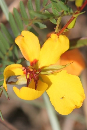 Chamaecrista deeringiana