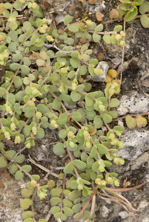 Euphorbia deltoidea