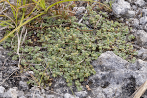 Euphorbia deltoidea