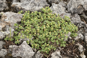 Euphorbia deltoidea