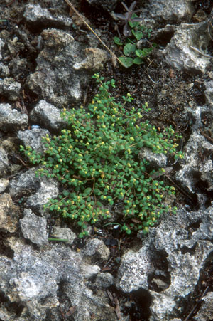 Euphorbia deltoidea