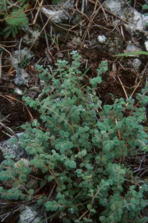 Euphorbia deltoidea