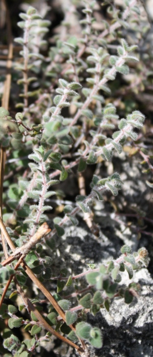 Euphorbia deltoidea