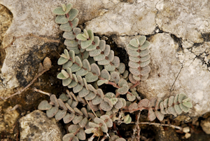 Euphorbia deltoidea