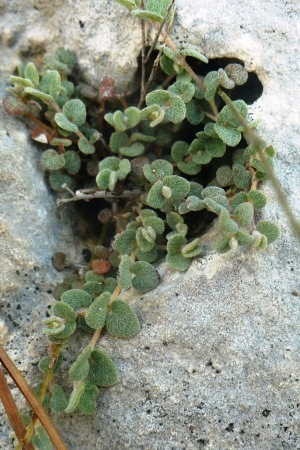 Euphorbia deltoidea