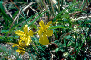 Chamaecrista fasciculata