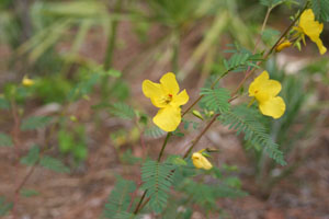 Chamaecrista fasciculata