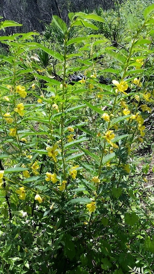 Chamaecrista fasciculata