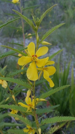 Chamaecrista fasciculata