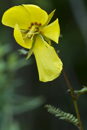 Chamaecrista fasciculata