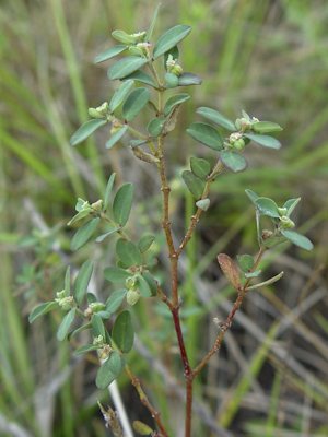 Euphorbia garberi