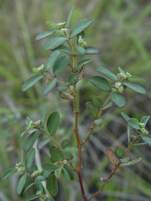 Euphorbia garberi