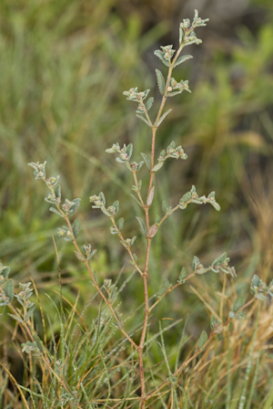 Euphorbia garberi