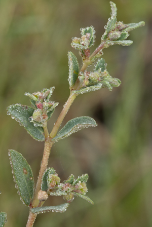 Euphorbia garberi