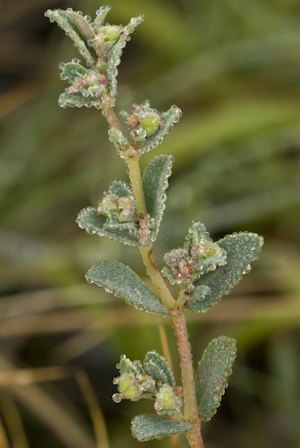 Euphorbia garberi