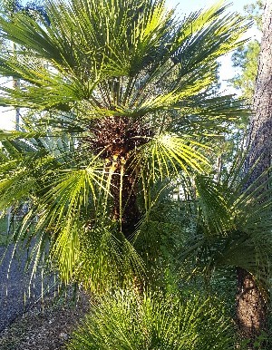 Chamaerops humilis